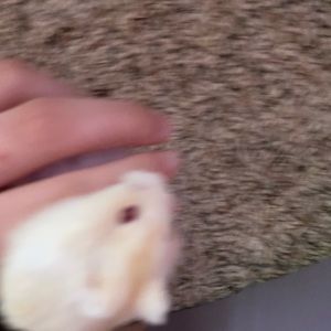 Meet your Posher, Hailey